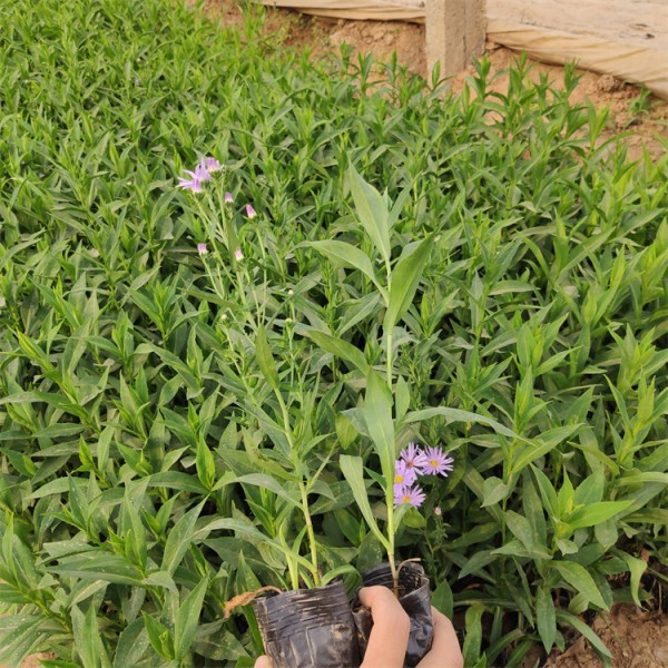 紫菀