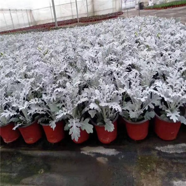 银叶菊