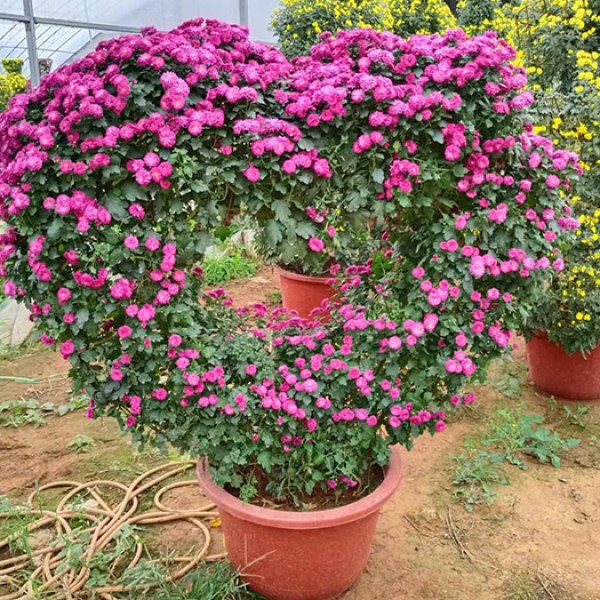 花卉造型