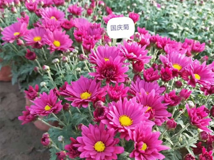 菊花