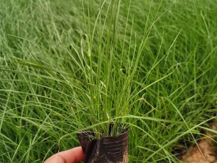 粉黛乱子草