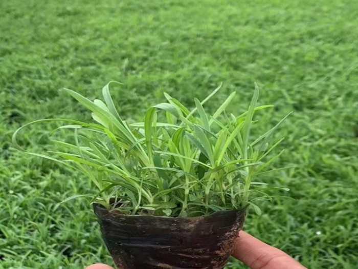 长夏石竹