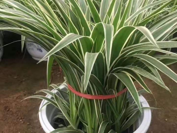 金边吊兰
