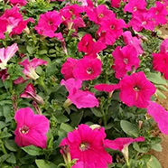 时令草花