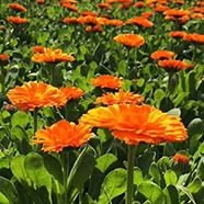 宿根花卉