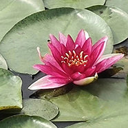 水生植物