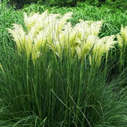 观赏草