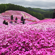 花海景观工程