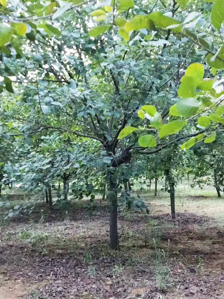 黄栌