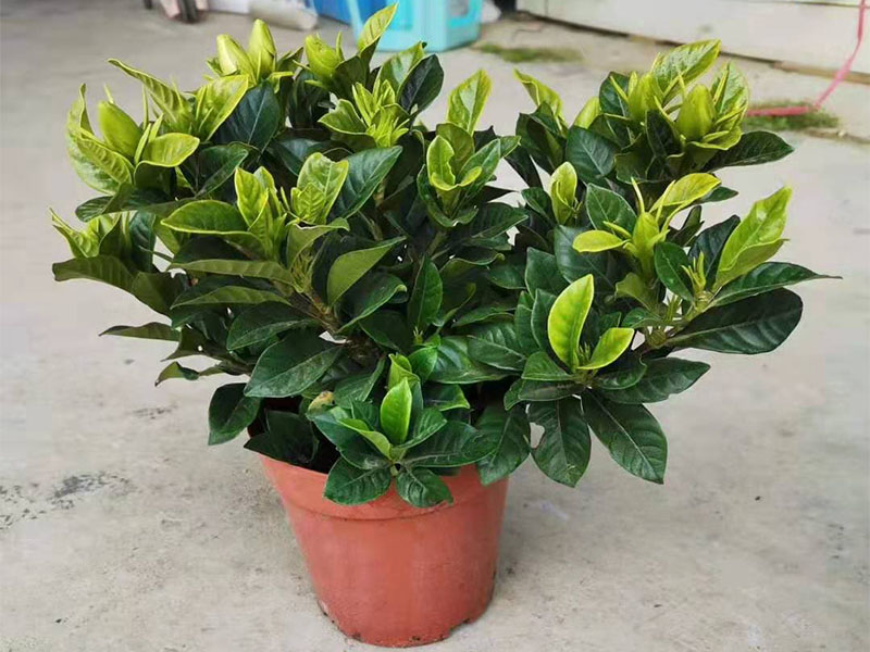 栀子花