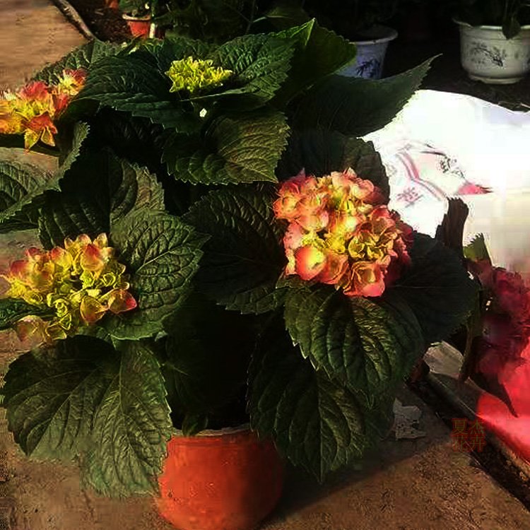u=2394522406,621651909&fm=199&app=68&f=JPEG.jpg