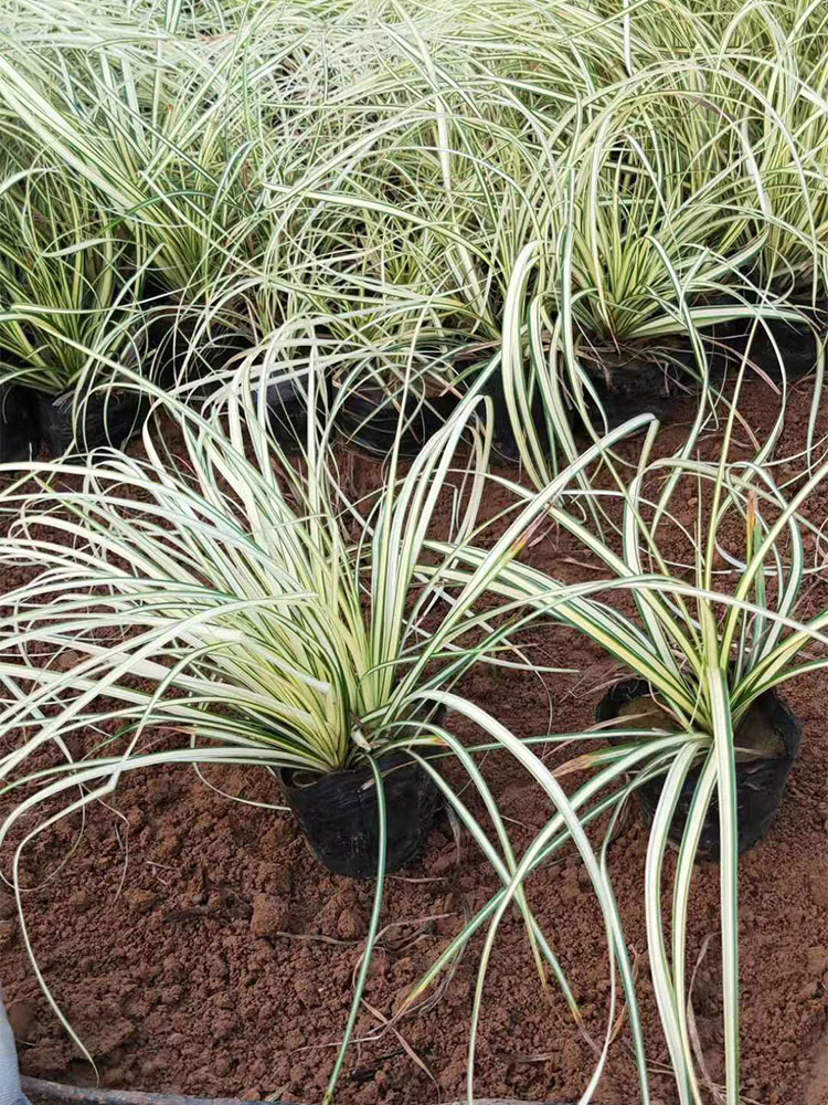 金叶苔草