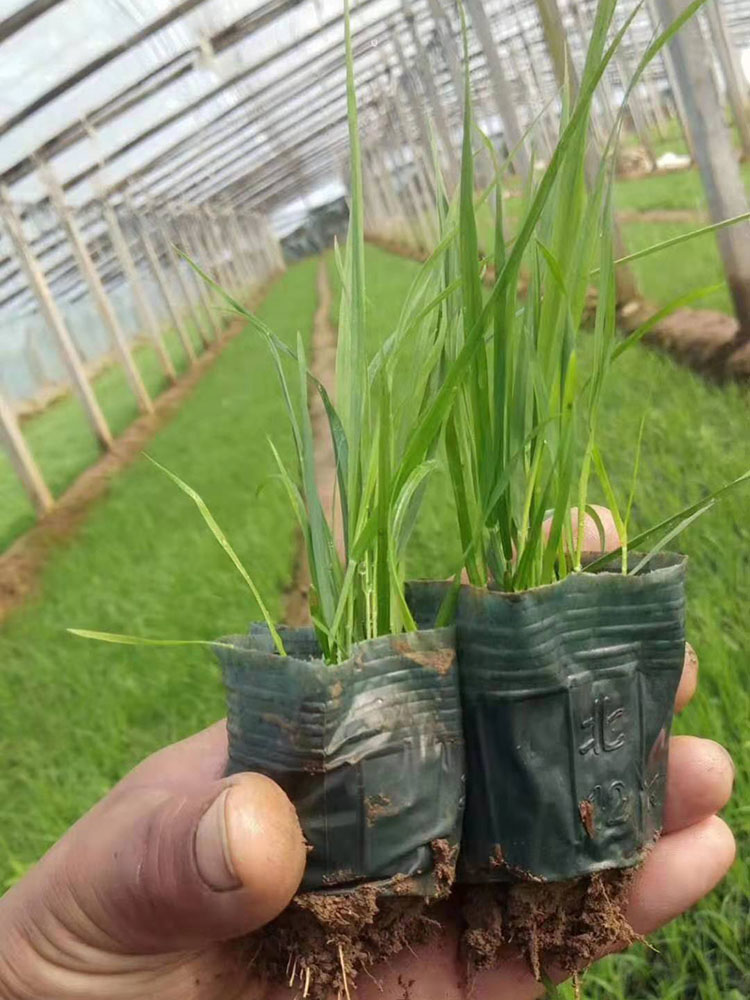 狼尾草