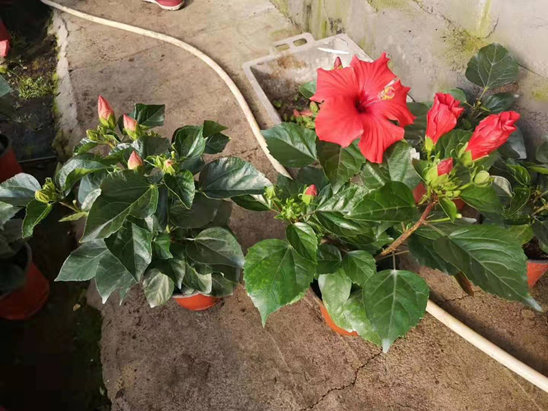 木槿
