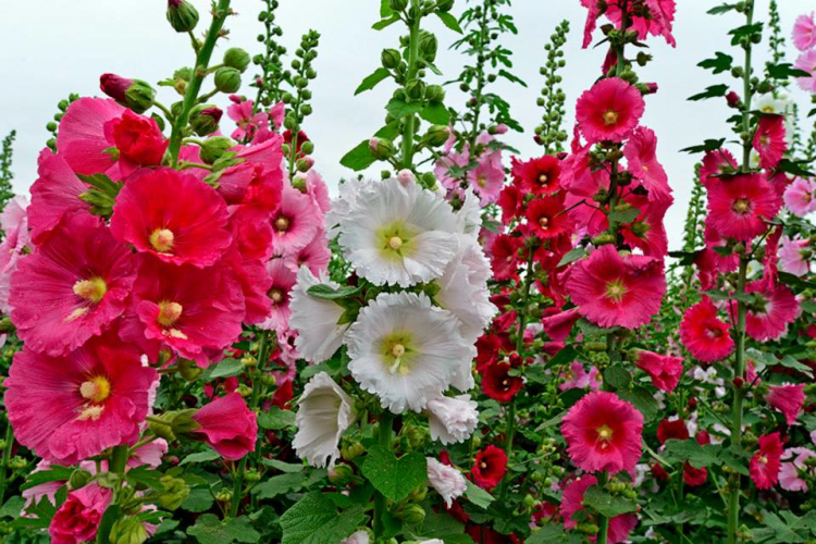 src=http___dqsb369bt0m9o.cloudfront.net_images_upload_article_11395_A11395_1428639192_3.jpg&refer=http___dqsb369bt0m9o.cloudfront.jpg