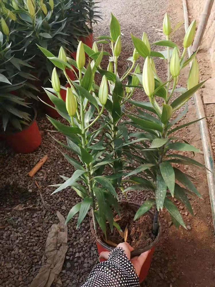 粉色香水百合