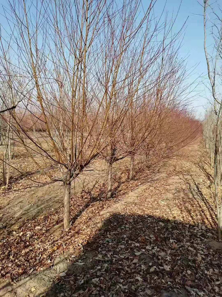 碧桃