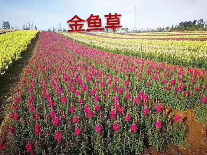 金鱼草