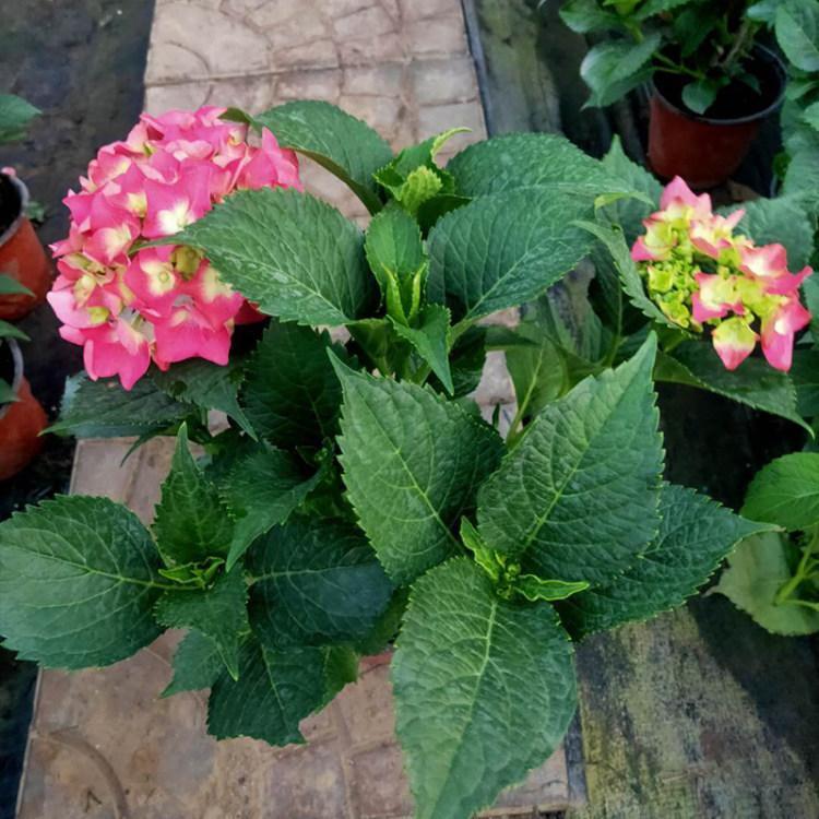 u=3232377041,2440223532&fm=199&app=68&f=JPEG.jpg