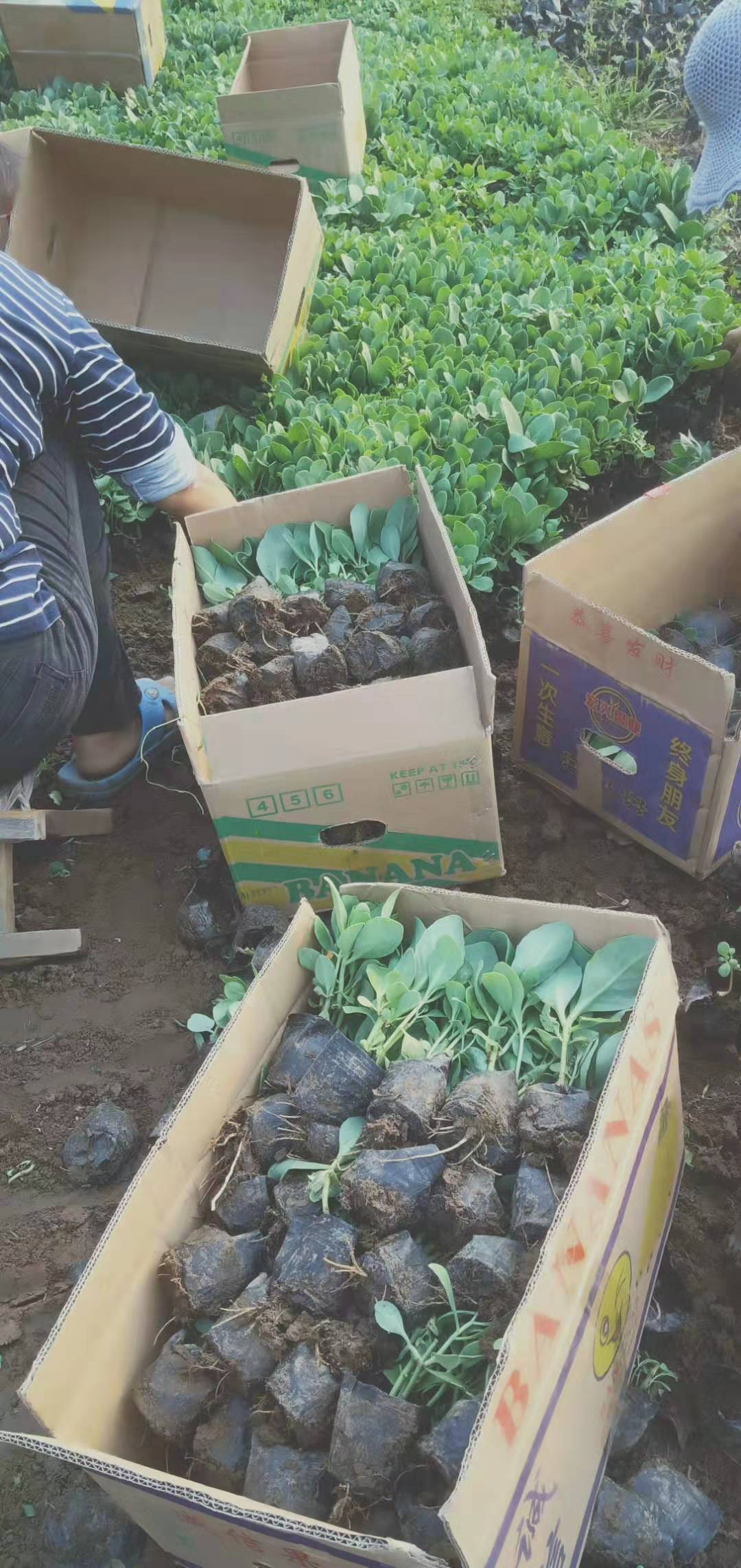 发货现场