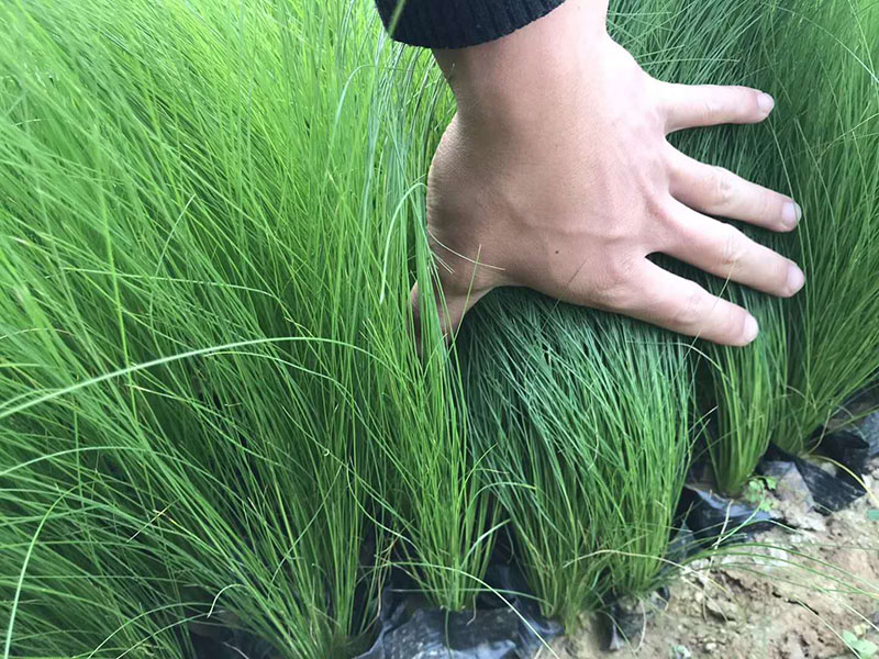 细茎针芒墨西哥羽毛草