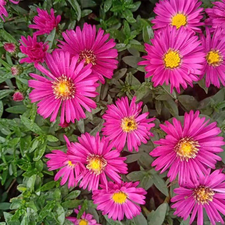 u=3882613802,2864201970&fm=199&app=68&f=JPEG.jpg