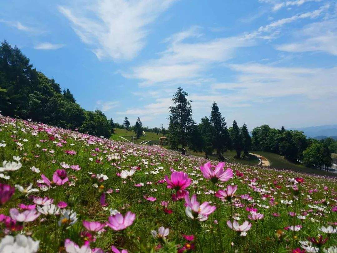 花海景观