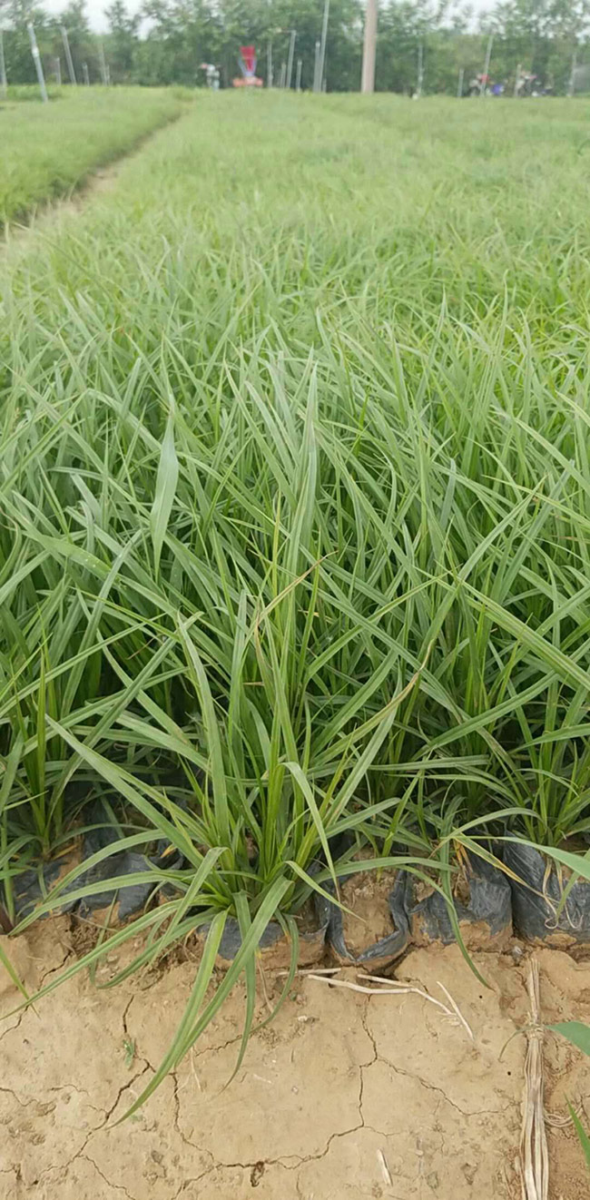青绿苔草