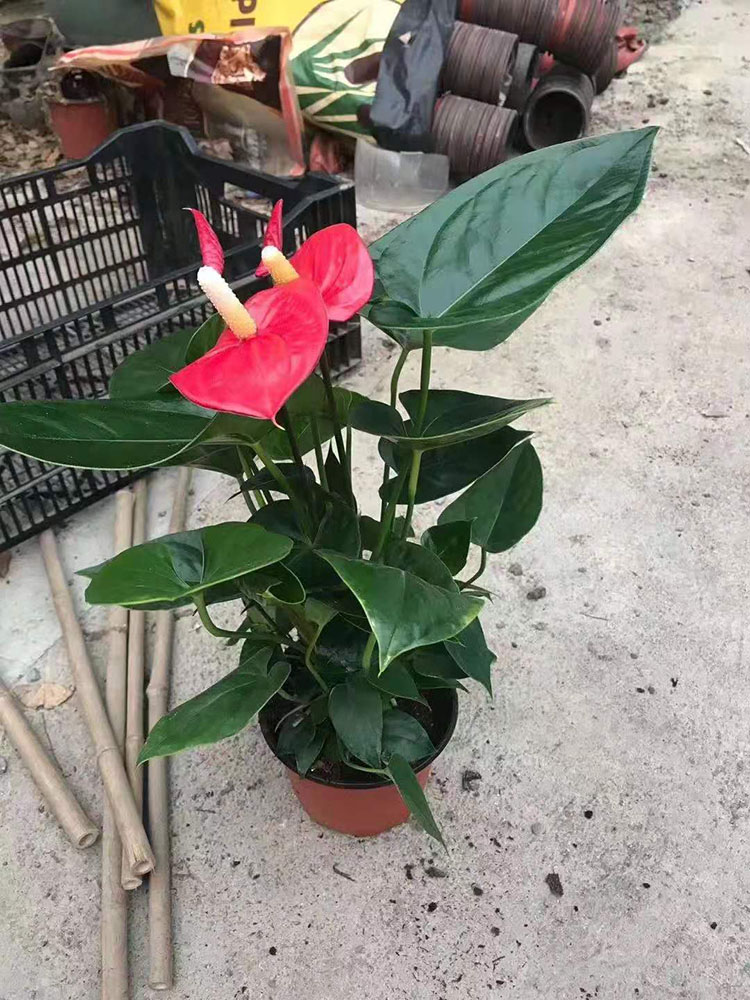 红掌