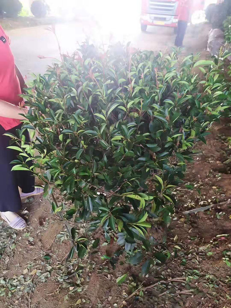 石楠球