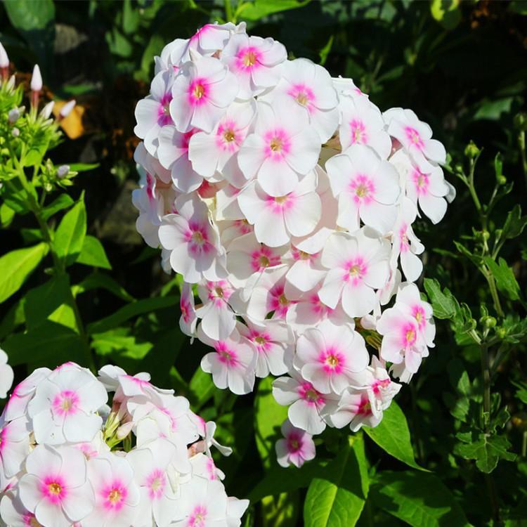 u=1453709968,4052823161&fm=199&app=68&f=JPEG.jpg