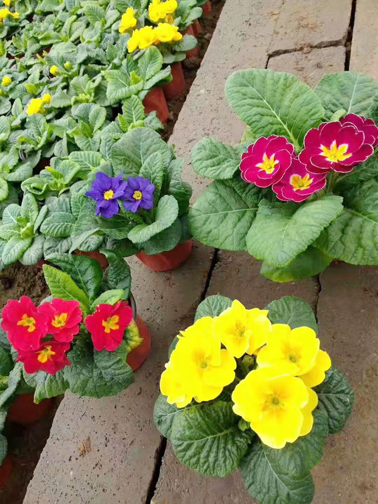 报春花