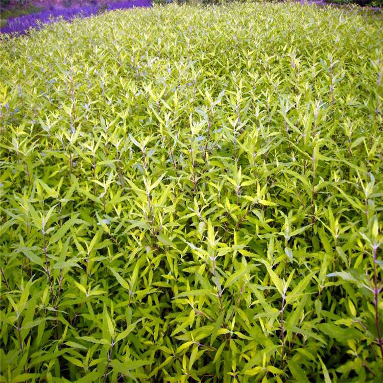 u=2225306368,588731859&fm=199&app=68&f=JPEG.jpg