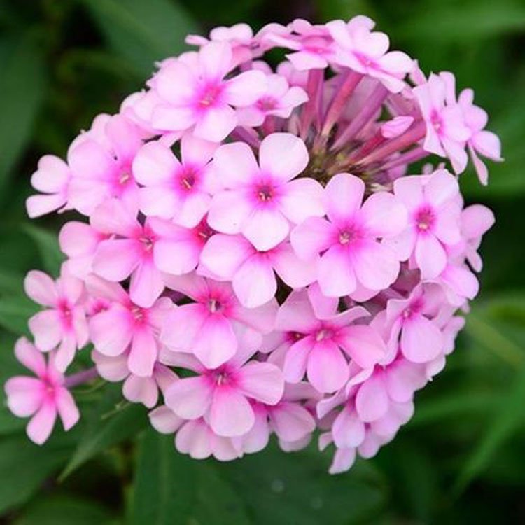 u=2056056389,3172108464&fm=199&app=68&f=JPEG.jpg