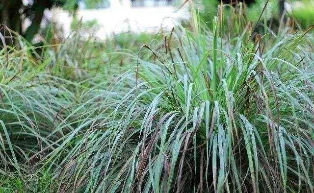 亚香茅