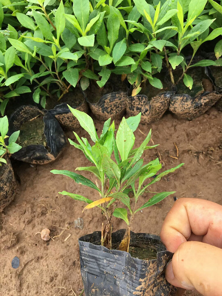 千屈菜