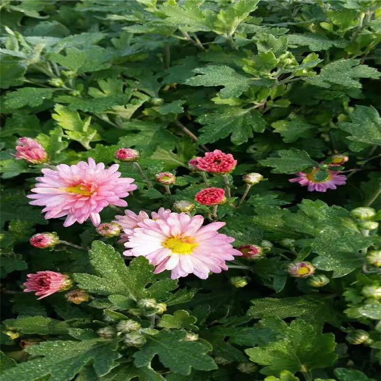 u=946517570,1732184892&fm=199&app=68&f=JPEG.jpg