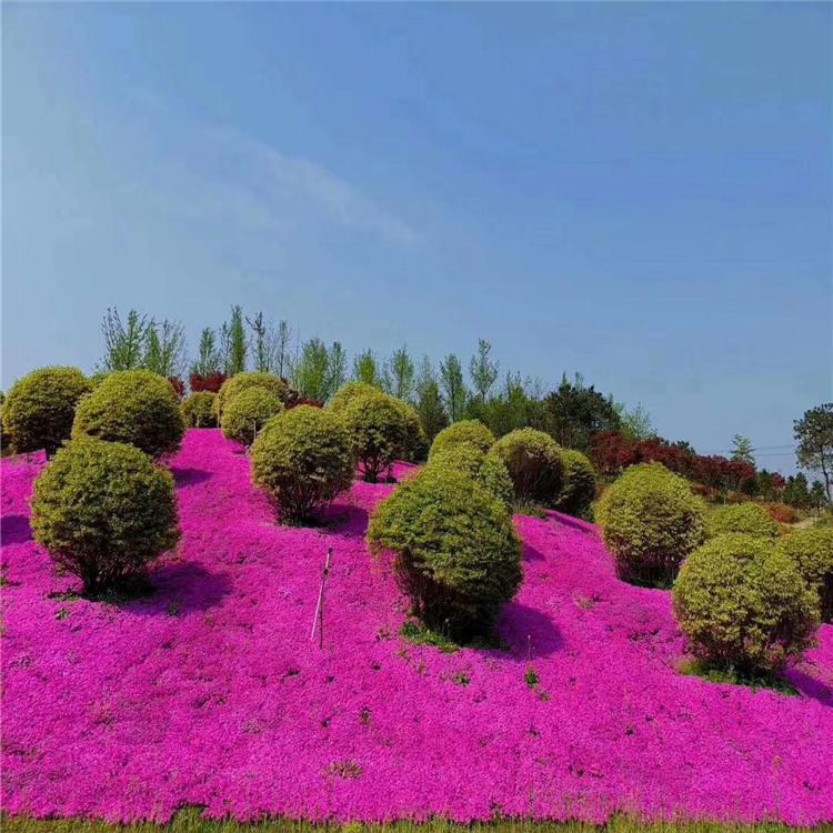 u=3015056909,1951877731&fm=199&app=68&f=JPEG.jpg