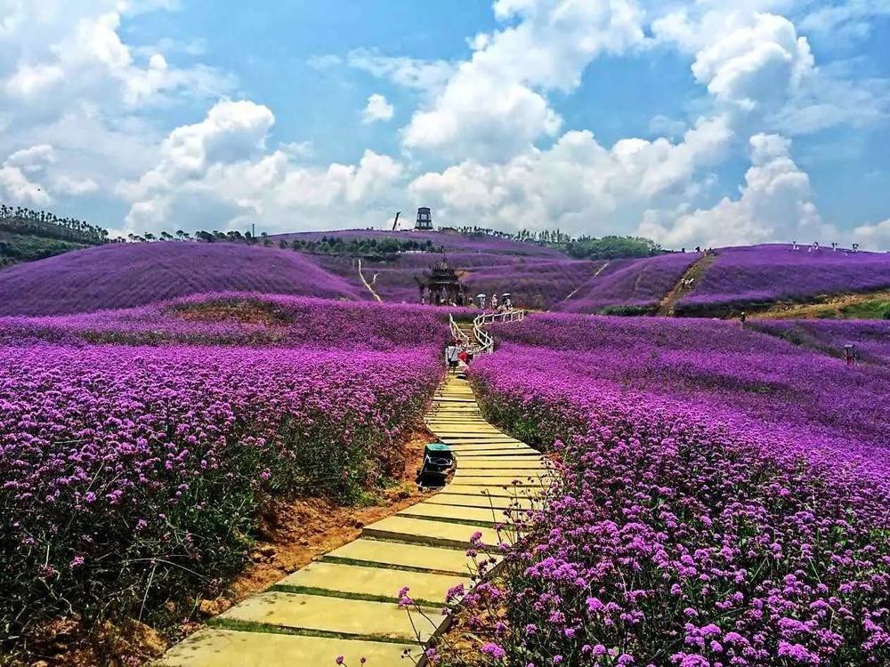 花海景观