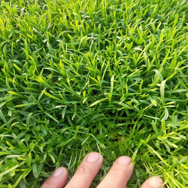 u=3194595434,3260055001&fm=199&app=68&f=JPEG.jpg