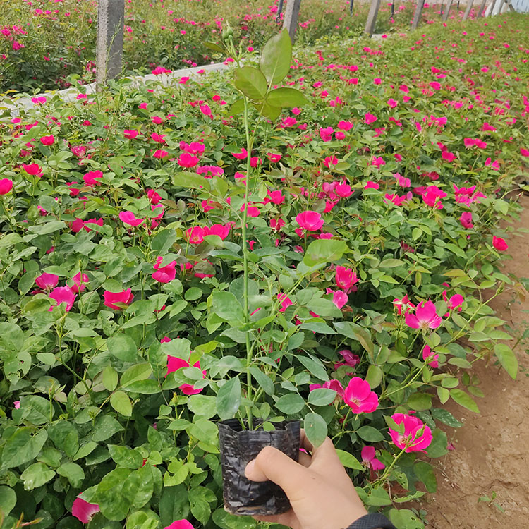 丰花月季