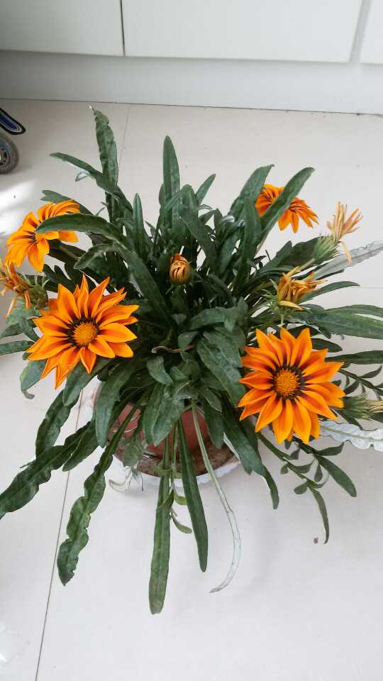勋章菊