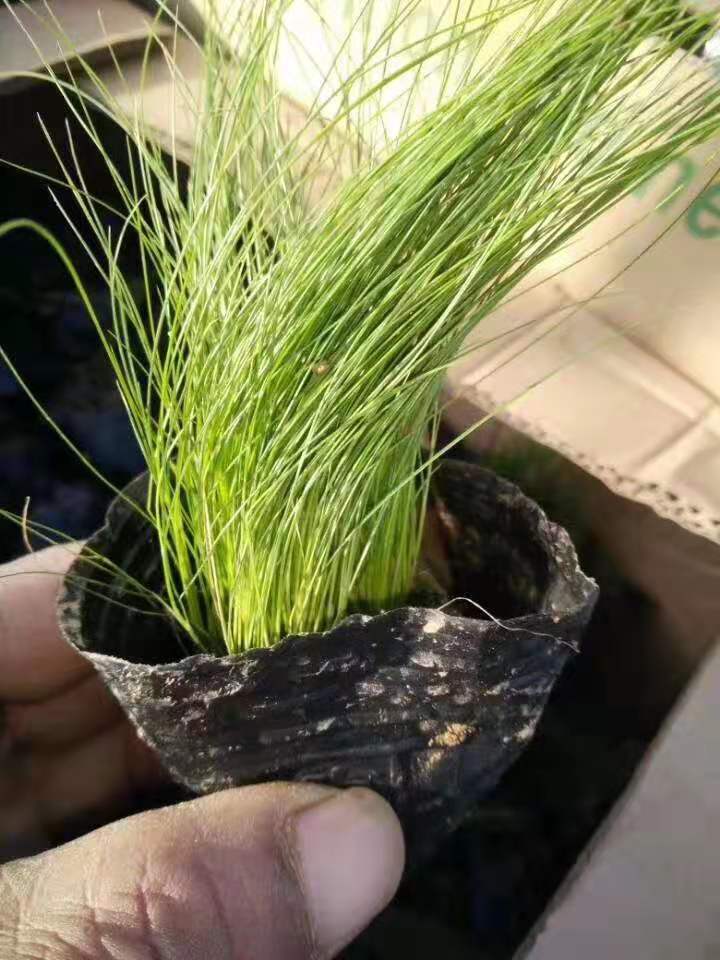 细叶针芒