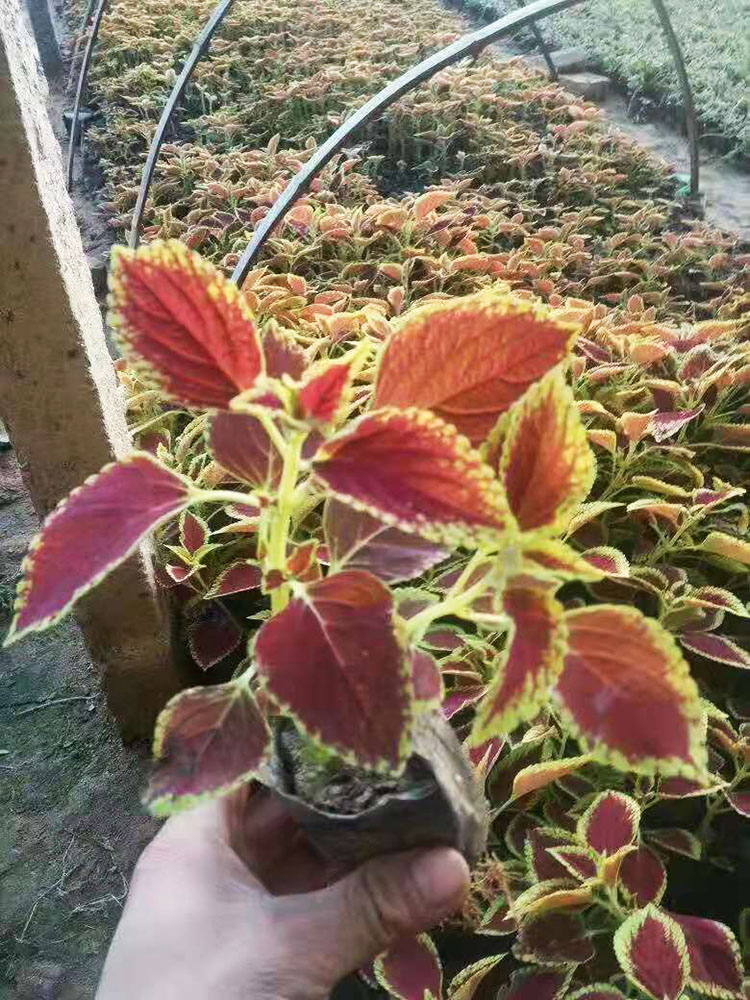 彩叶草