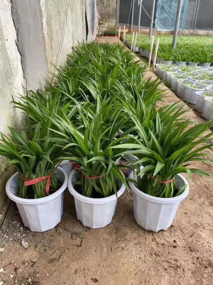 绿吊兰