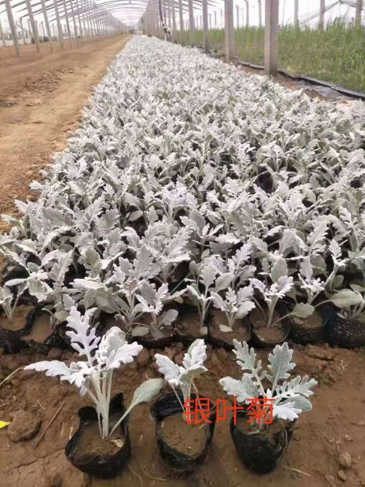 银叶菊