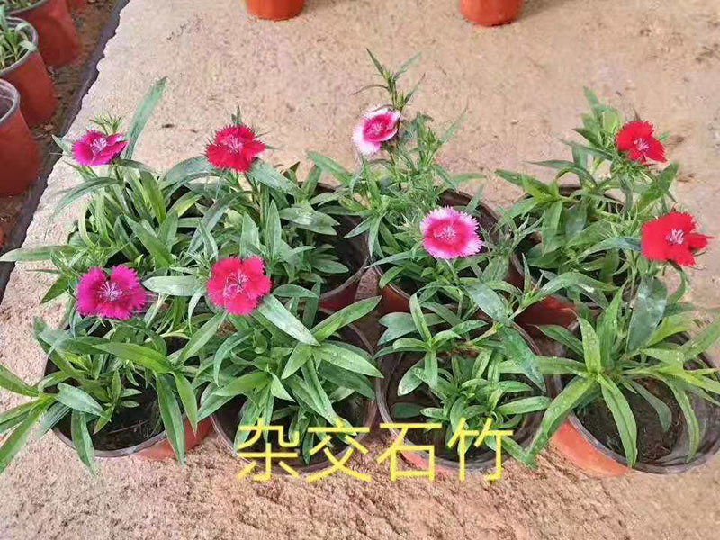 杂交石竹