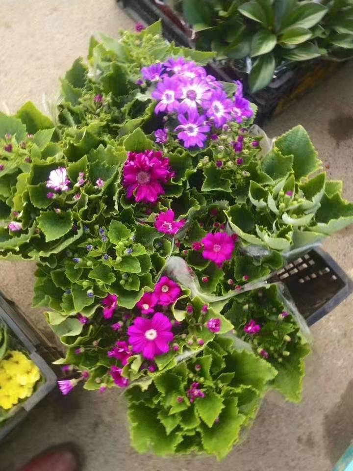 瓜叶菊