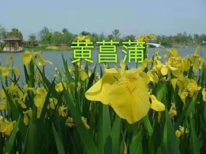 黄昌蒲