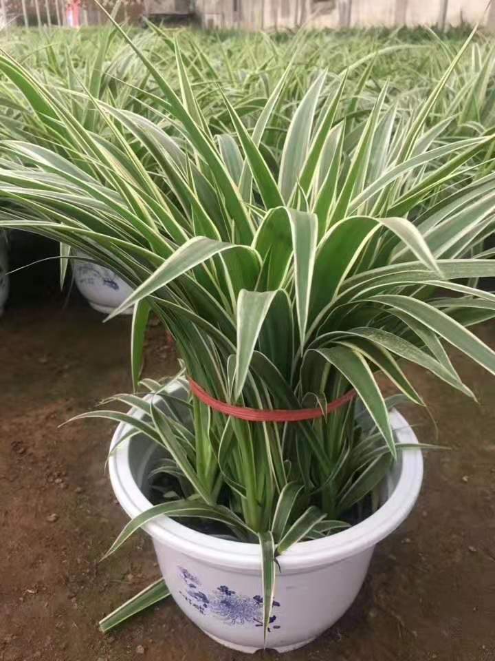 金边吊兰